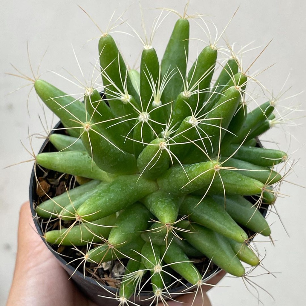 Kaktus Sukulen Bintang Cantik Unik Tanaman Hias Murah Mini