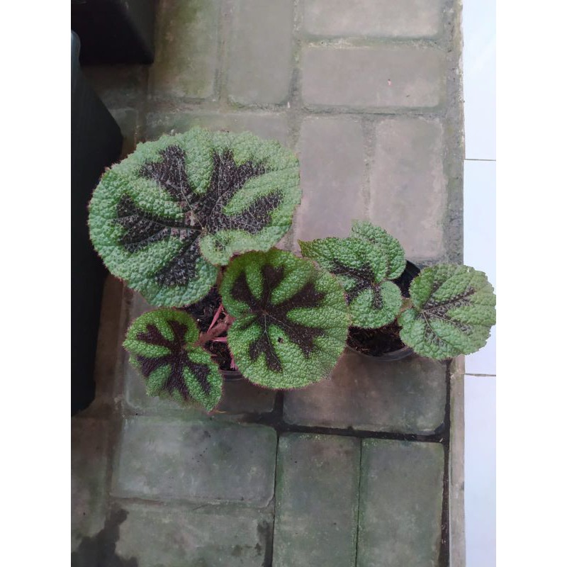 Begonia Iron Cross