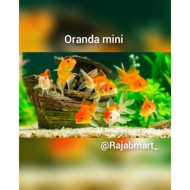 koki oranda mini - Ikan hias