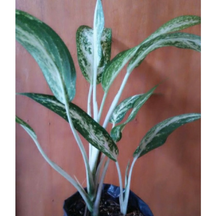 aglonema silver crispum silver queen