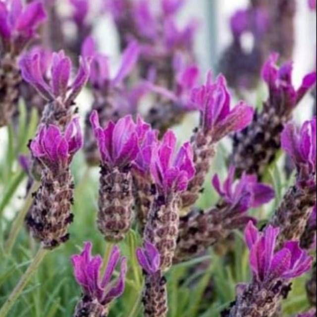 Bibit Bunga Lavender