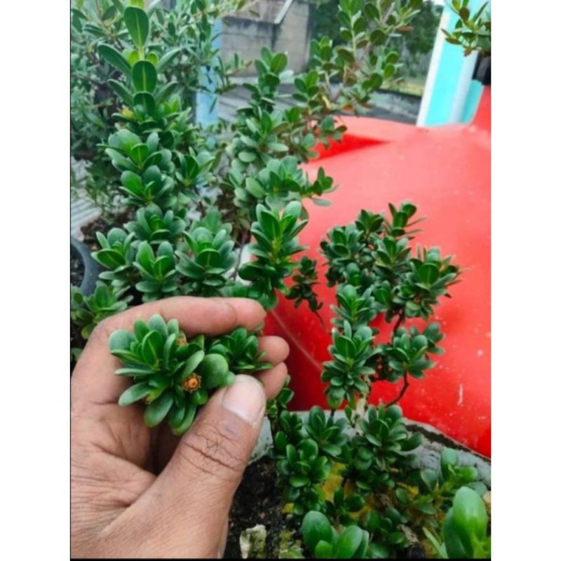 jual/benih biji bonsai santigi mawar super 25 biji