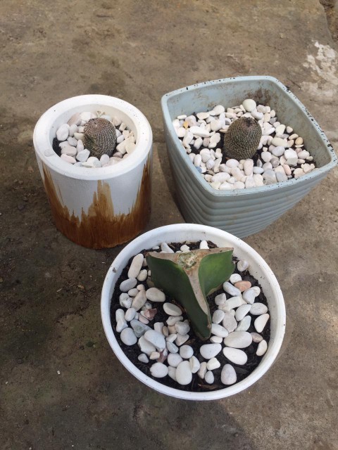 Furadan Insektisida / Nematisida Pupuk Kaktus Repack 100gram