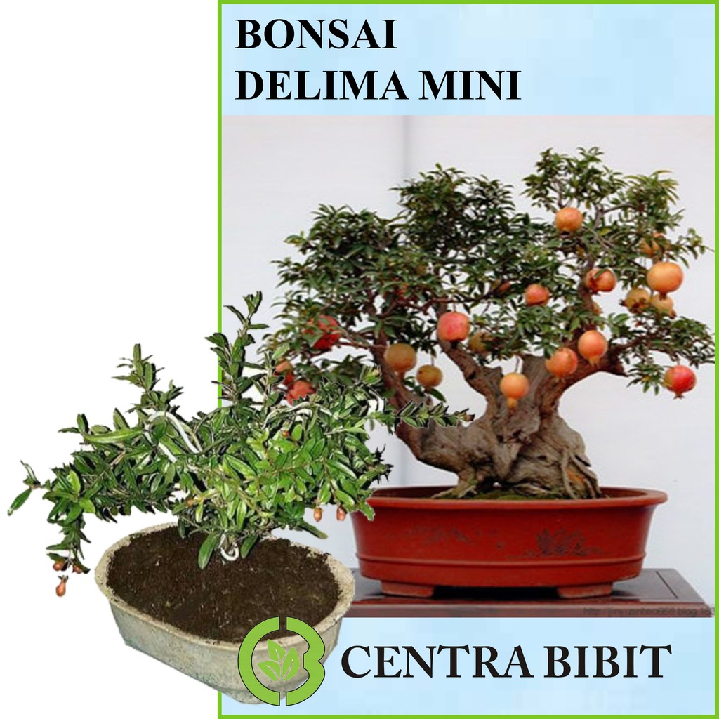 Tanaman Hias Bonsai Delima Mini