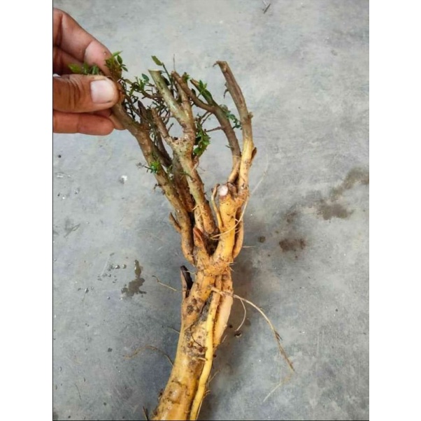 DONGKELAN BONSAI SERUT GRUPING SMALL 7K