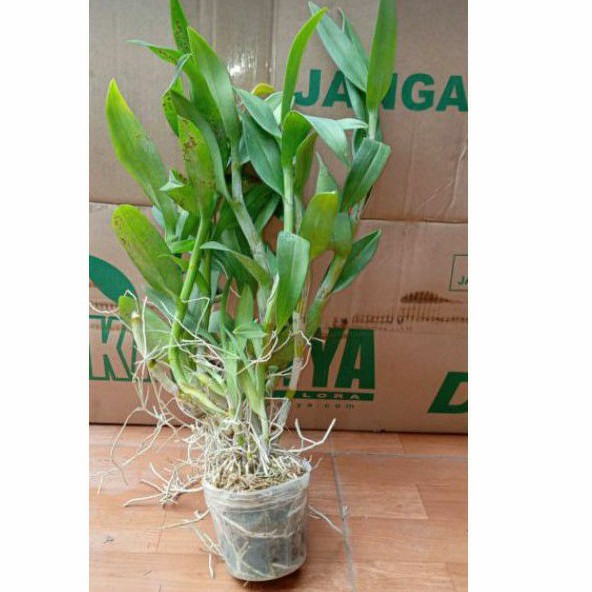 Anggrek dendrobium dewasa jumbo