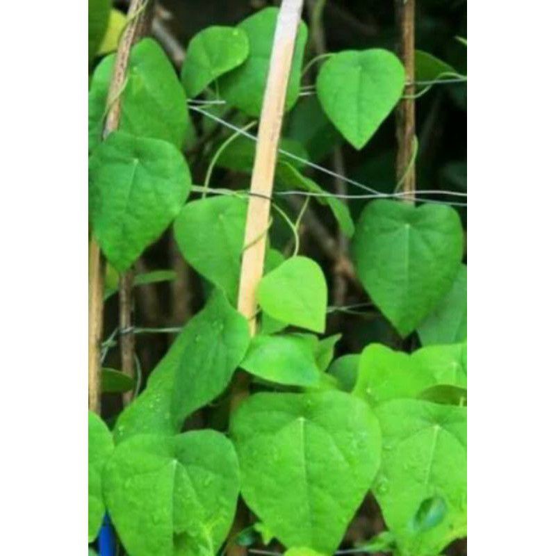 pohon cincau hijau rambat