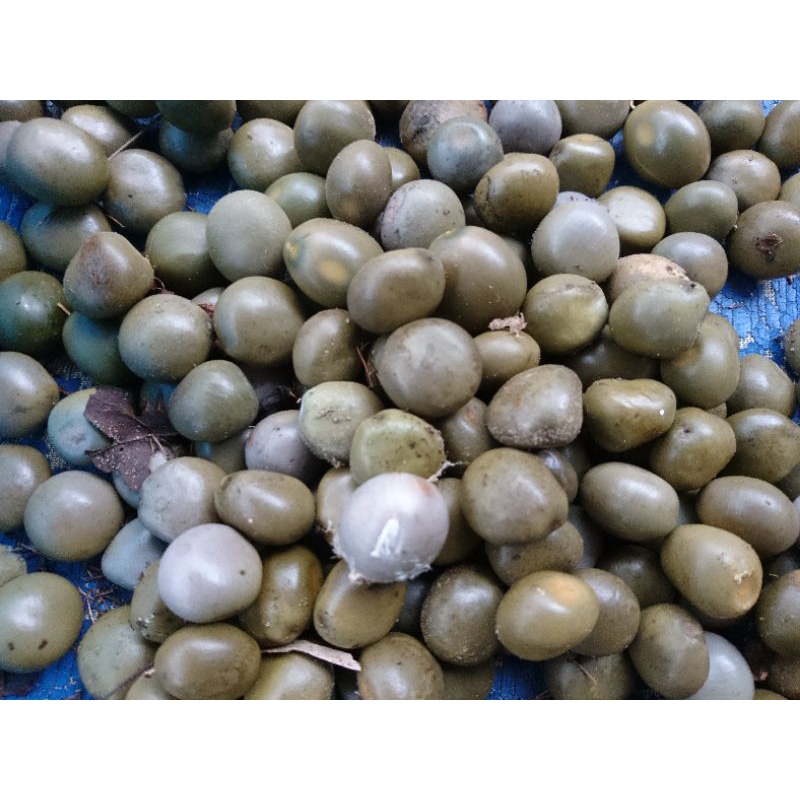 

Buah Gorek, Kalaloyang, Kebiul 100 gram