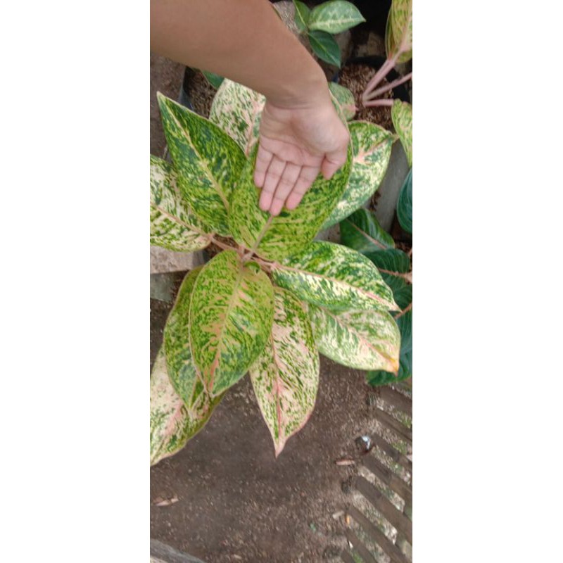 paket murah aglonema bigroy jumbo