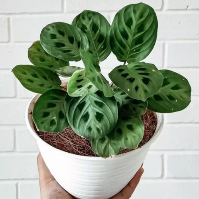 (INYONG PLANT) CALATHEA LEVONERO