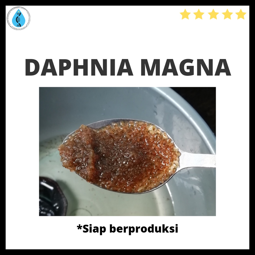 Daphnia Magna Kutu Air (Kutir) Raksasa Pakan Ikan Hias, Cupang
