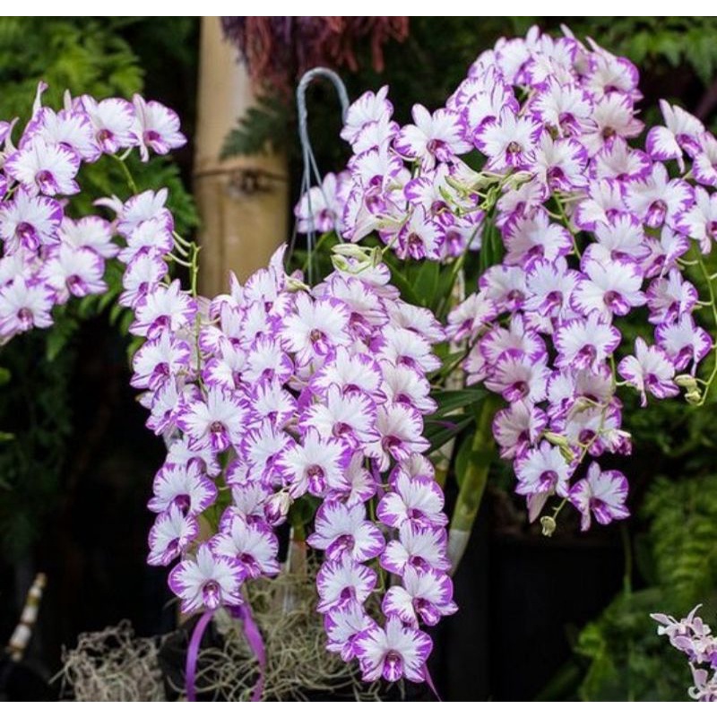 Dendrobium Enobi