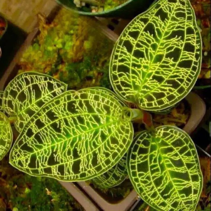 Tanaman Hias Macodes Petola/Jewel Orchid/Ki Aksara Satu Paket Tanaman,Media Tanam Plus Pot