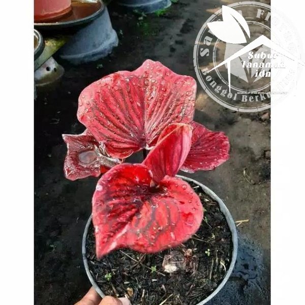 bibit bonggol caladium   keladi nagoya