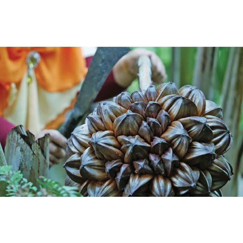 

Buah nipah buah rawa buah daon buah dipetik dadakan harga per 1 buah utuh