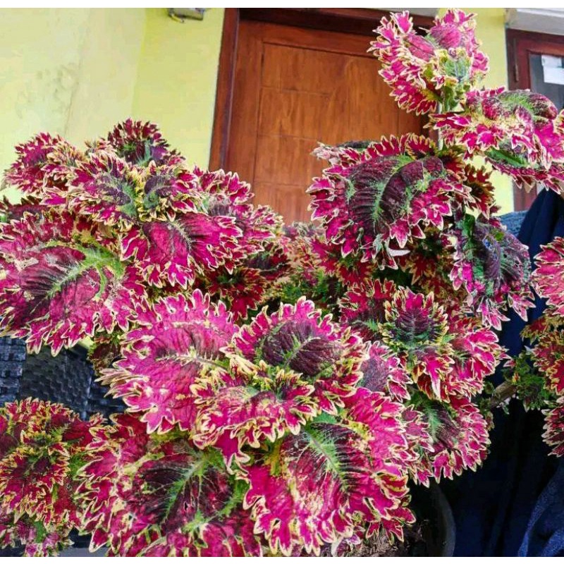 Miana Premium Ratu Segoro