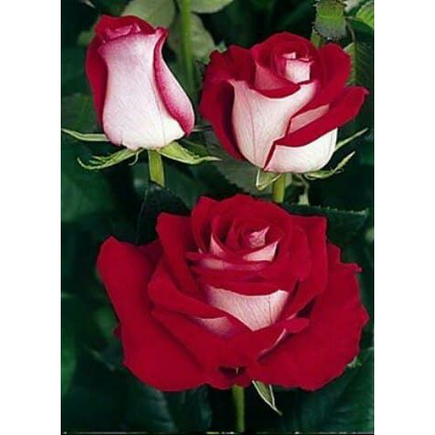 Bibit Benih Biji Bunga Mawar Red White Import - Biji Tanaman Bunga Mawar Red White - Bunga Mawar-COD