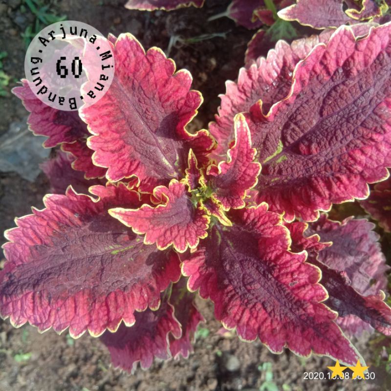 miana kode 60 / Arjuna Miana Bandung