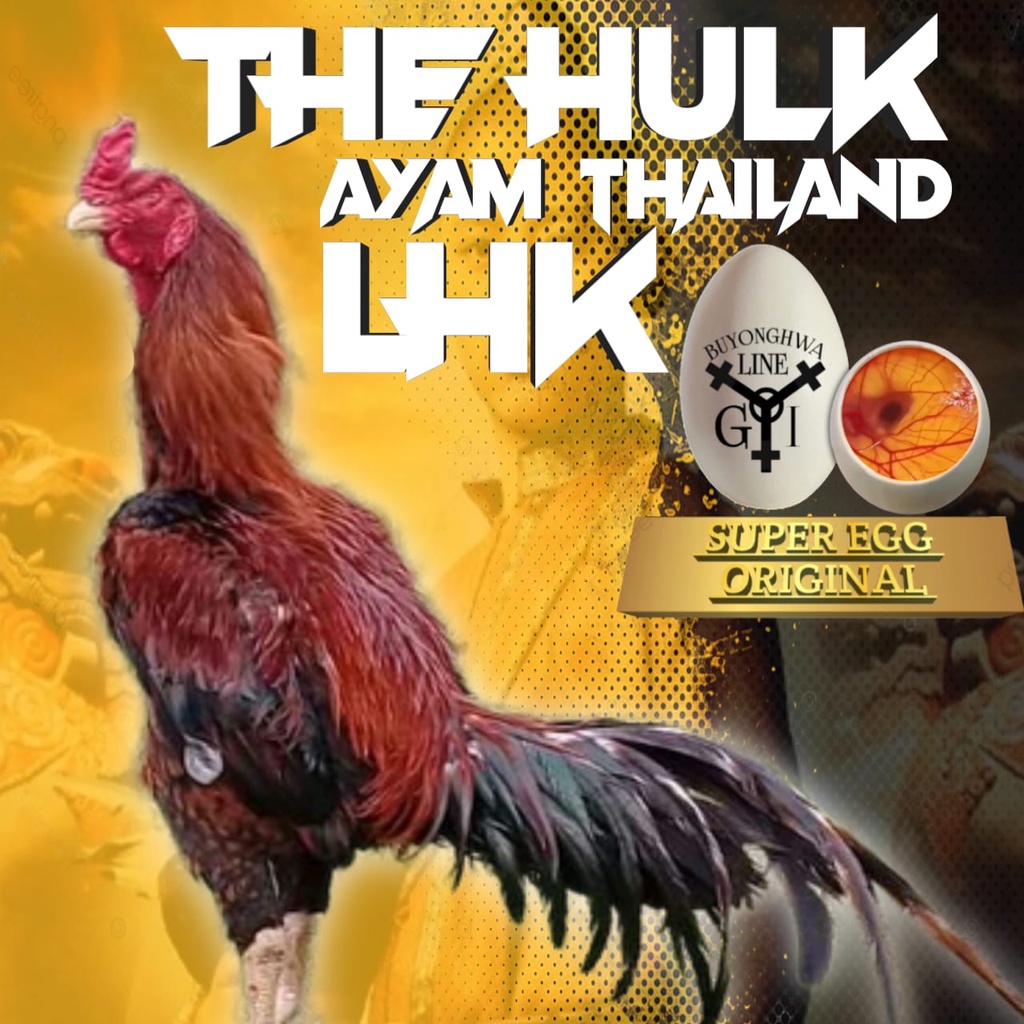 Ayam Bangkok Ekor Lidi asli Thailand LHK the hulk telur fertil siap tetas perbutir