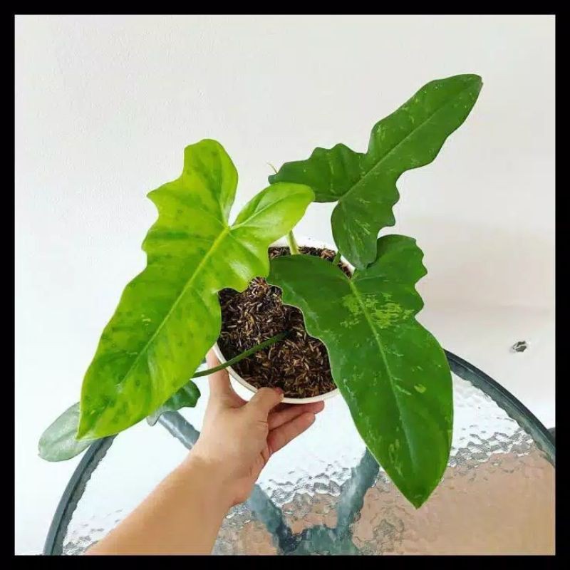 tanaman hias philo Dragon variegata