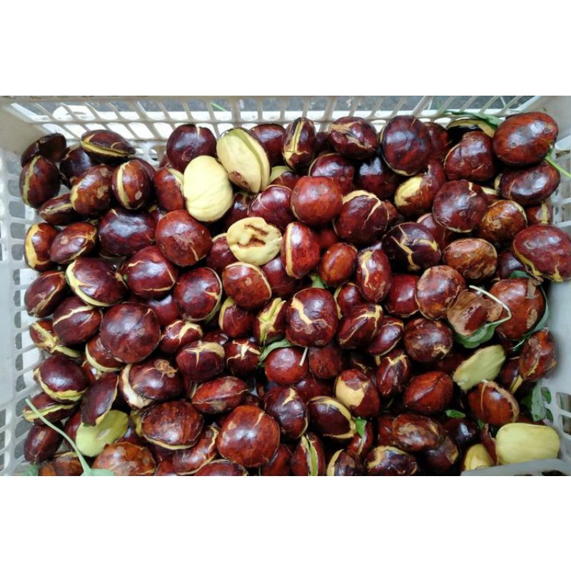 

jengkol