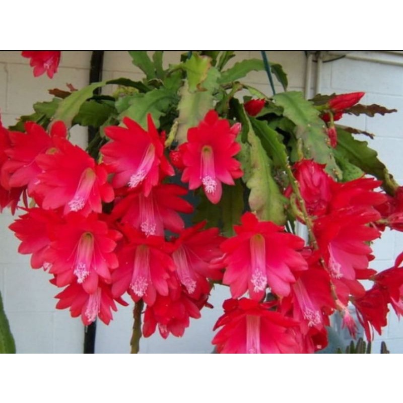 wijaya kusuma import ackermannii remaja bunga besar