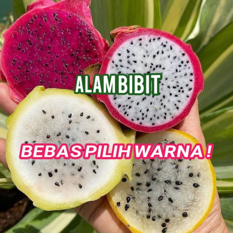 BIBIT BUAH NAGA MIX WARNA (BELI 5 GRATIS 1)