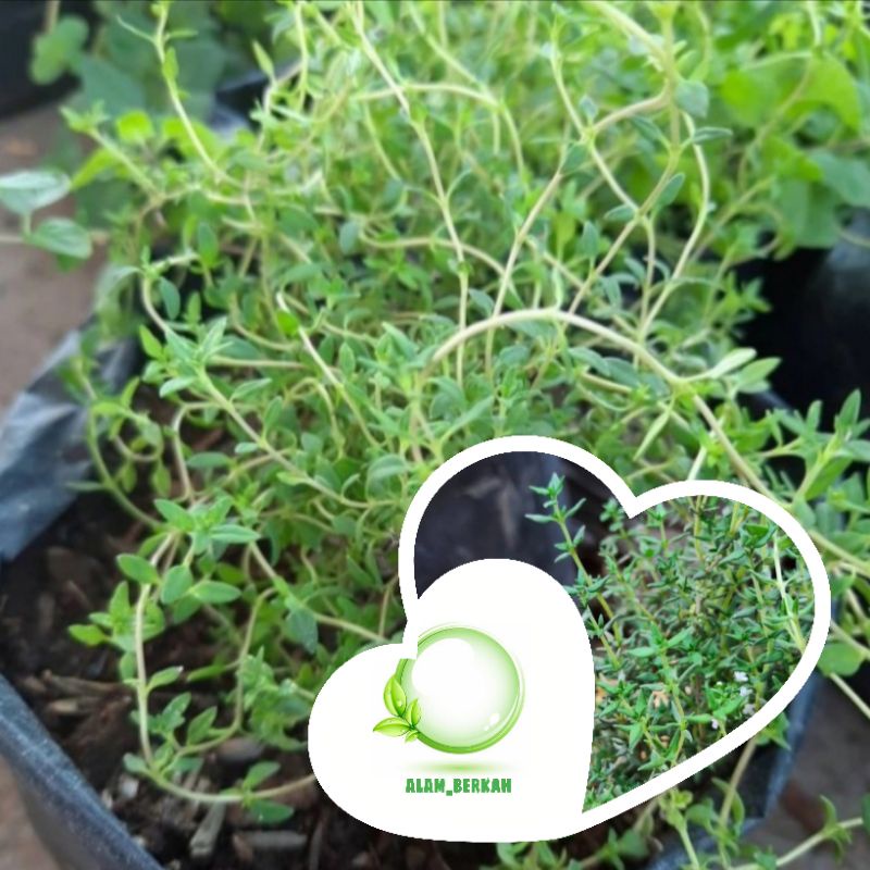 Bibit tanaman thyme/tanaman herbal thyme