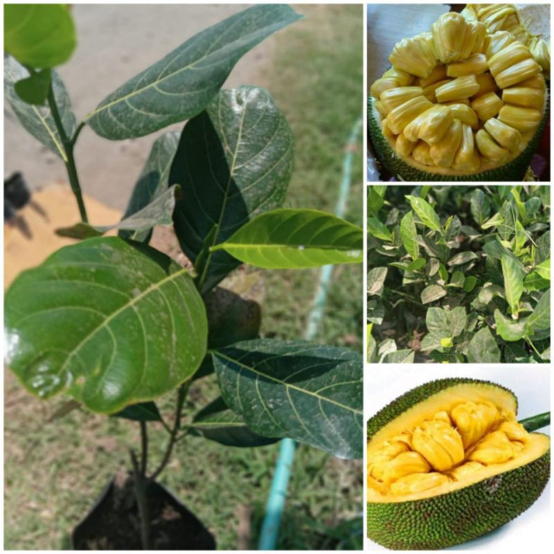 

paket 3bbt buah nangka