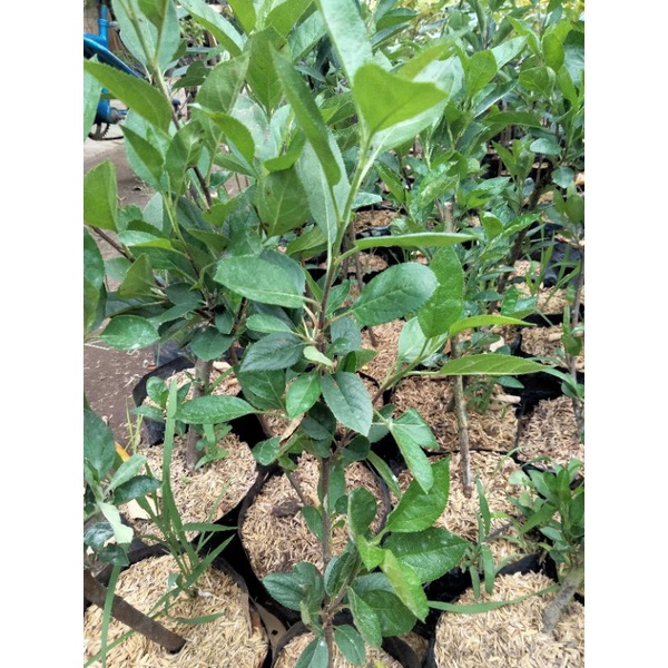 bibit tanaman buah apel fuji hasil cangkok-3
