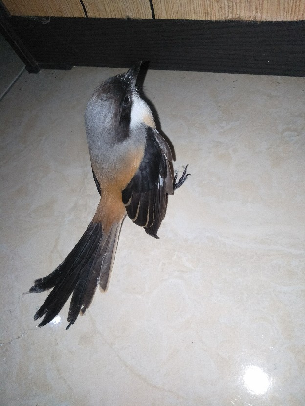 Progoslep Pill Ying / Jia Liu Wan Obat Gondok : Gangguan Sulit Tidur