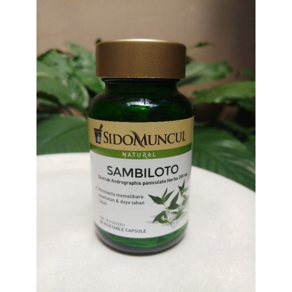 Sambiloto Sidomuncul serunidjamoe