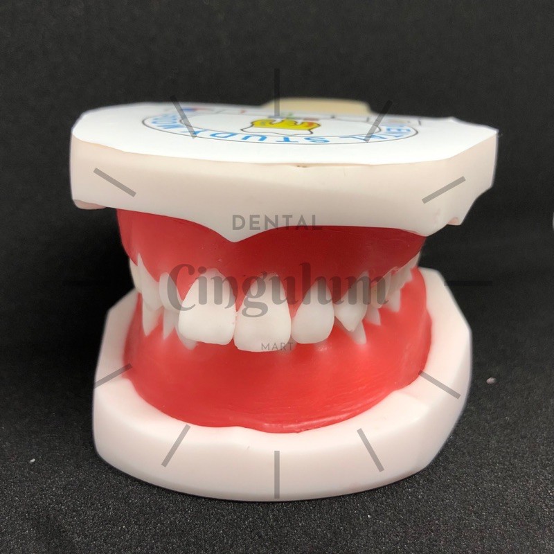 Typodont / typodont ortho