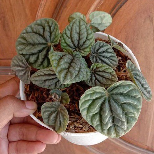 Tanaman Peperomia Silver Bunga Hidup Peperomia Caperatta Silver