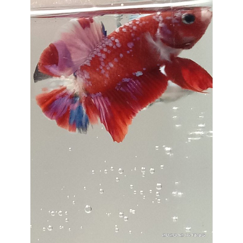 ikan cupang/betta plakat halfmoon Red Koi Galaxy