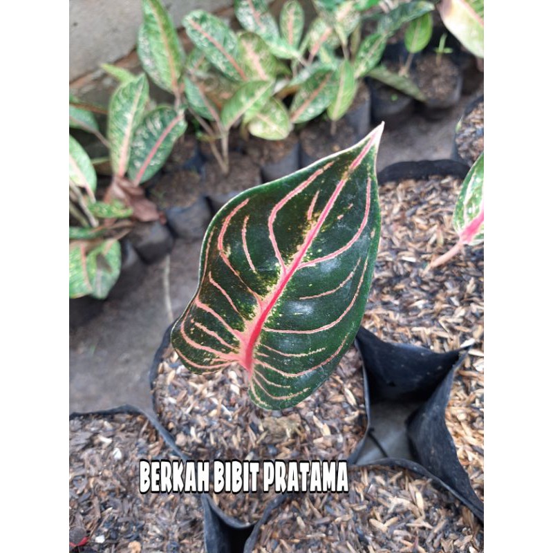 AGLONEMA RED SUMATERA BEBY DAUN 1-2