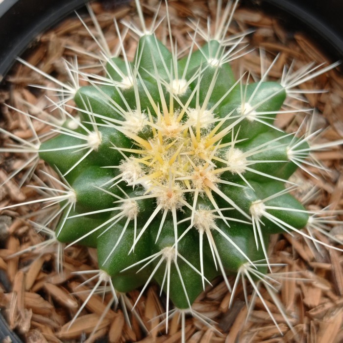 golden barrel mini KAKTUS SUKULEN TANAMAN HIAS