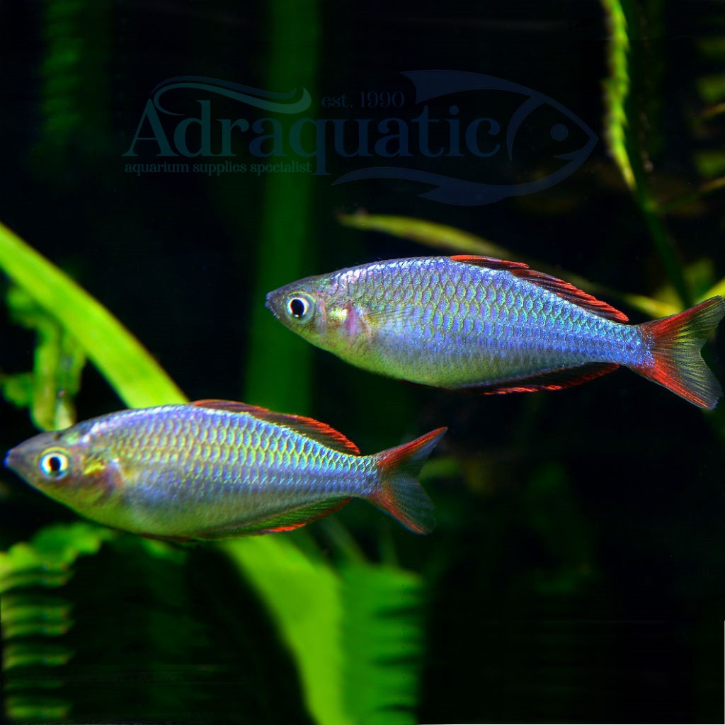 jual-bandung-ikan-hias-rainbow-peacock-melanotaenia-praecox-neon-dwarf-rainbowfish-air-tawar