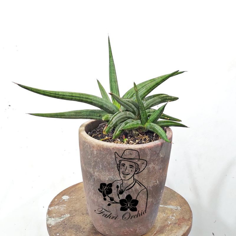 FahriOrchid - Sansivera patens, stek daun