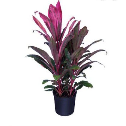 

cordyline fruticosa maria