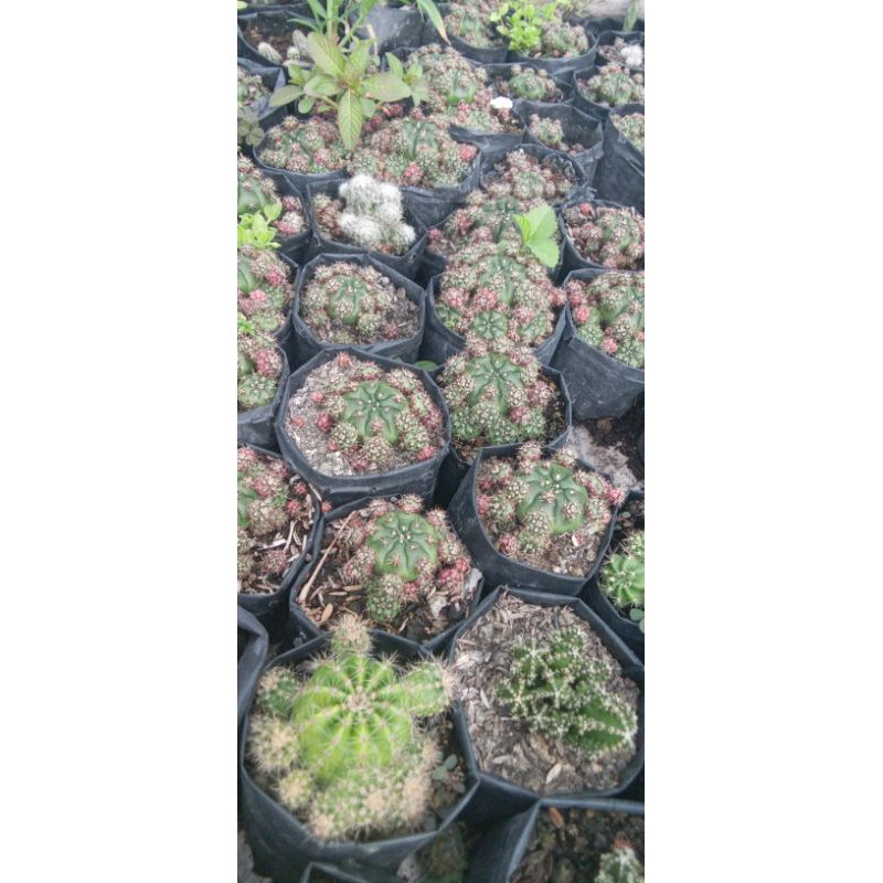 

damsi merah