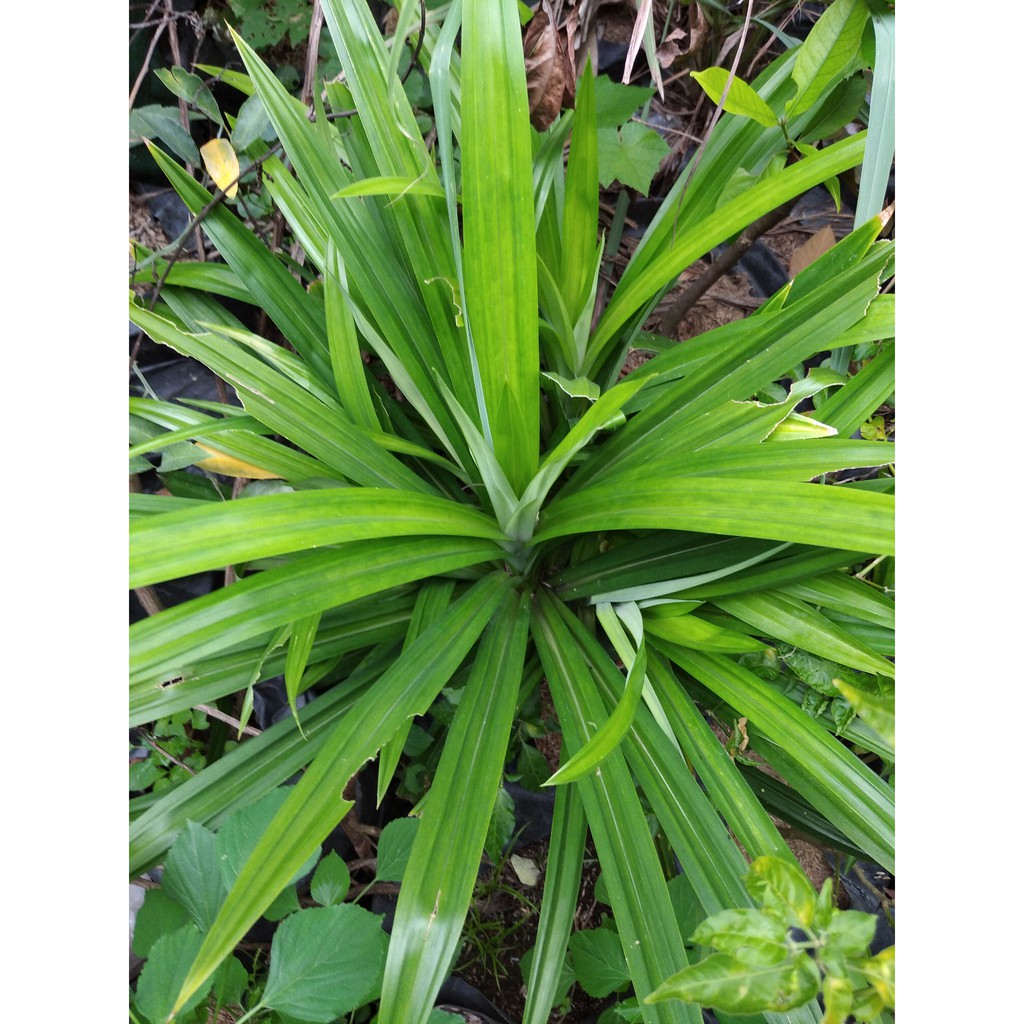 

Daun Pandan wangi 20lbr~ Daun penyedap rasa~Pengharum makanan 20 helai lembaran