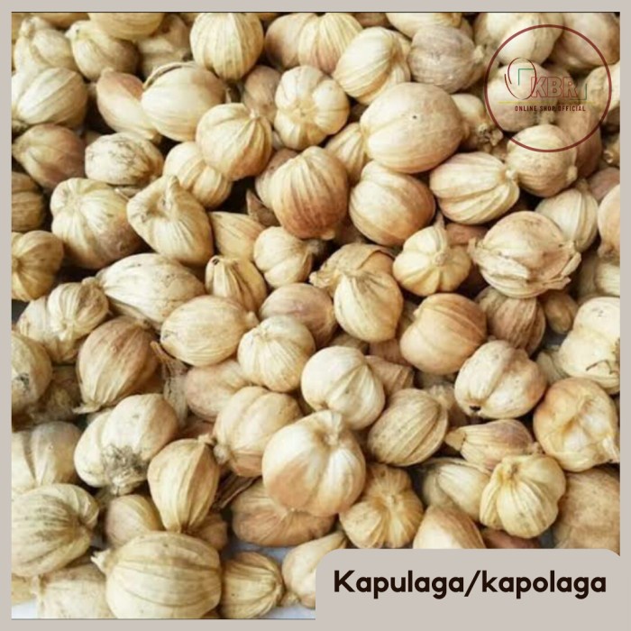 

Unik Kapulaga / Kapolaga / Kapol Jawa - 25 gram Terbatas