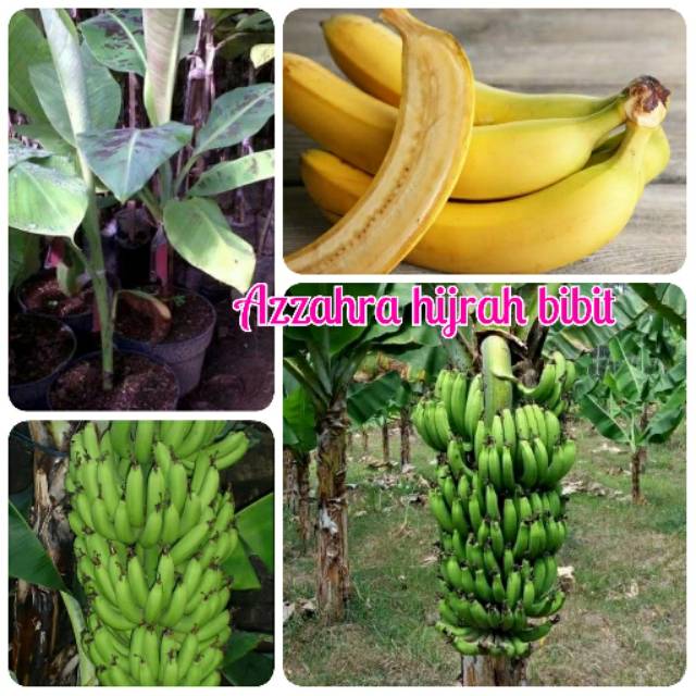 Bibit buah pisang ambon mini