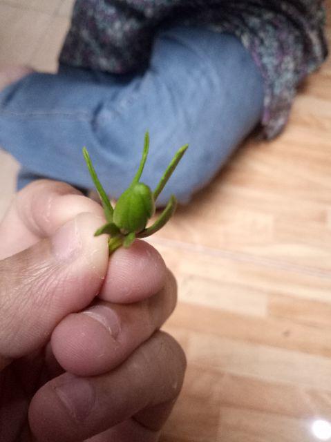 Tanaman Hias Melati Kaca Piring Harum / Melati Kaca Piring / Melati Kaca Piring