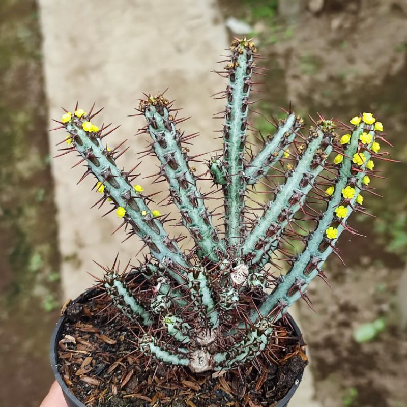 Sukulen Euphorbia aeruginosa/Euphorbia ulat