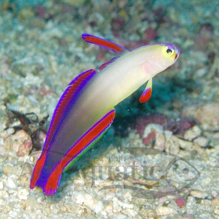 64 Koleksi Ikan Roket Air Laut Gratis