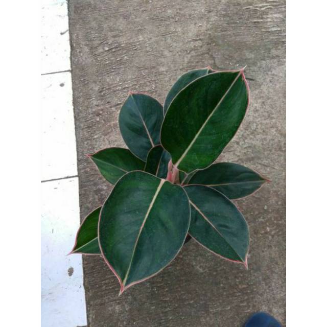 jual tanaman hias aglonema-aglonema flaminggo-bibit aglonema-tanaman hias