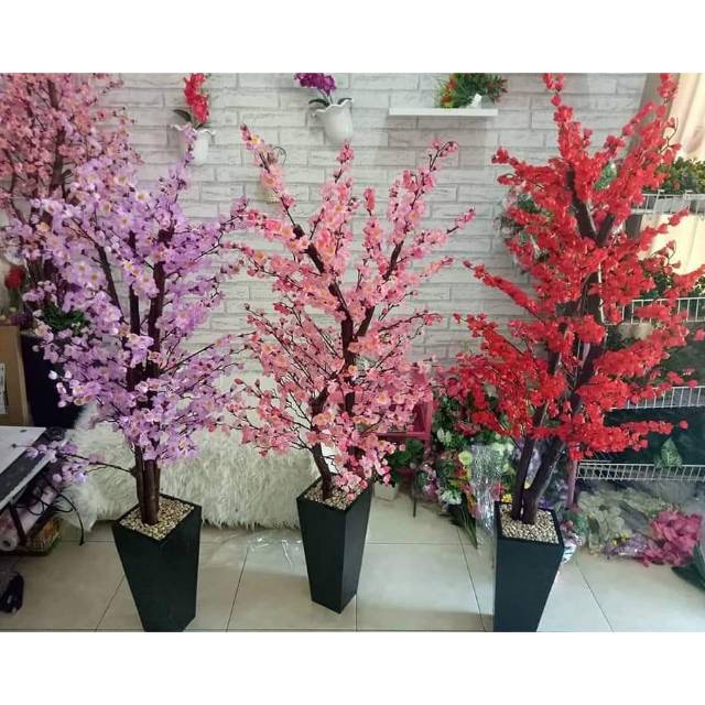 Bonsai sakura