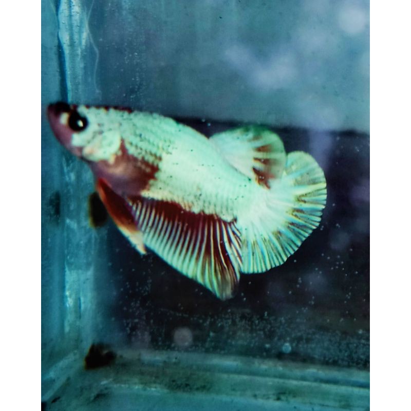 

nemo cooper
